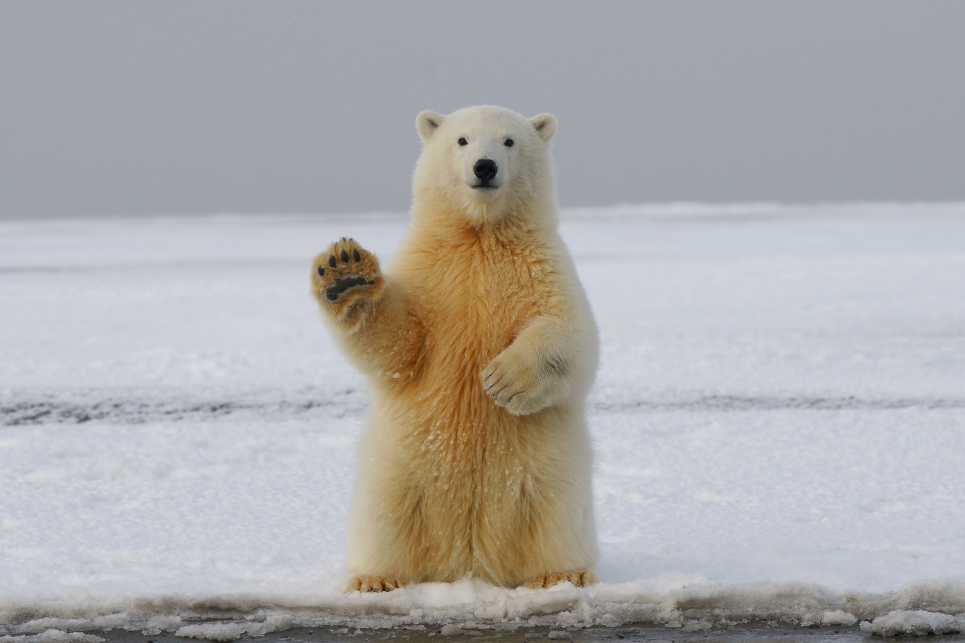 A bear waving hello.